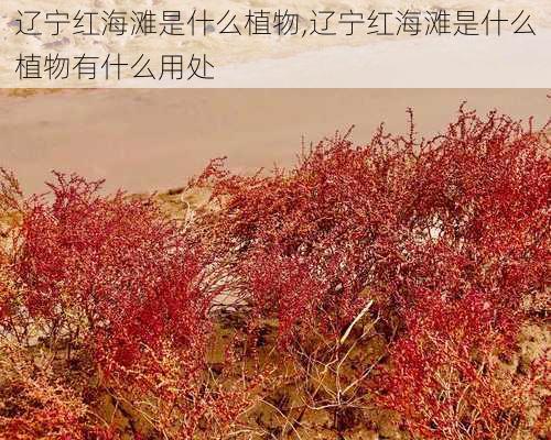 辽宁红海滩是什么植物,辽宁红海滩是什么植物有什么用处