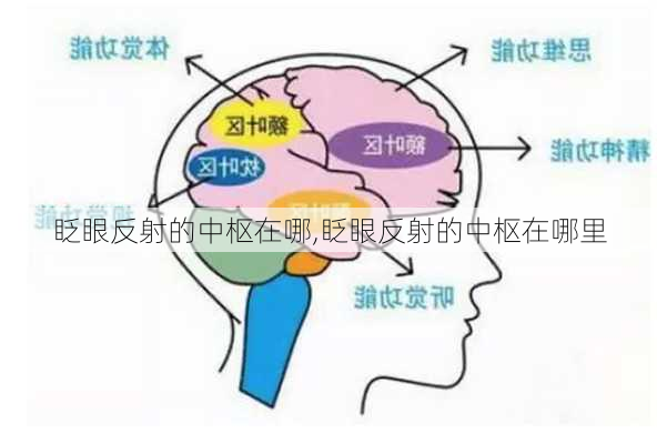 眨眼反射的中枢在哪,眨眼反射的中枢在哪里