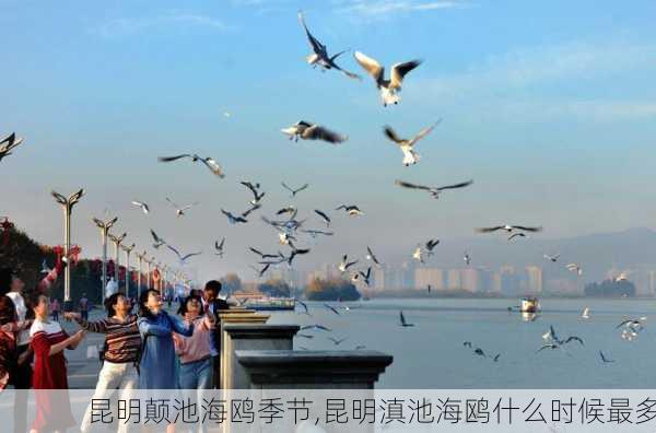 昆明颠池海鸥季节,昆明滇池海鸥什么时候最多