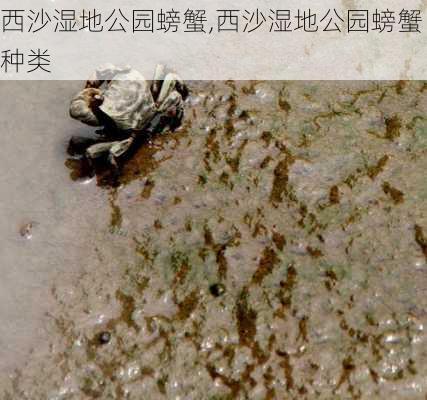 西沙湿地公园螃蟹,西沙湿地公园螃蟹种类