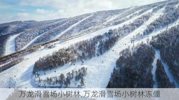 万龙滑雪场小树林,万龙滑雪场小树林冻僵