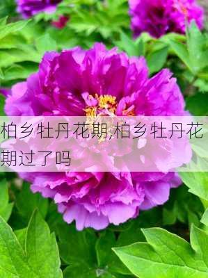 柏乡牡丹花期,柏乡牡丹花期过了吗