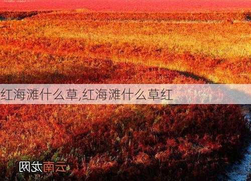 红海滩什么草,红海滩什么草红