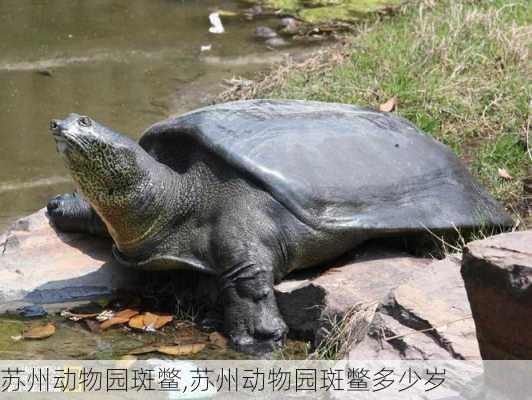 苏州动物园斑鳖,苏州动物园斑鳖多少岁