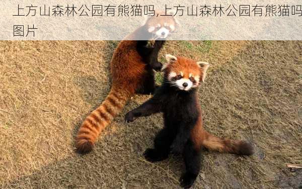 上方山森林公园有熊猫吗,上方山森林公园有熊猫吗图片