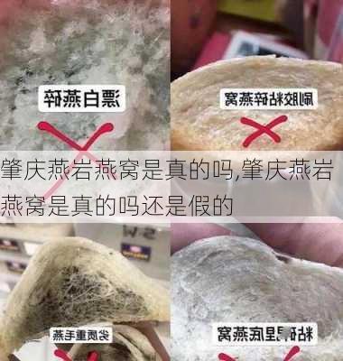 肇庆燕岩燕窝是真的吗,肇庆燕岩燕窝是真的吗还是假的