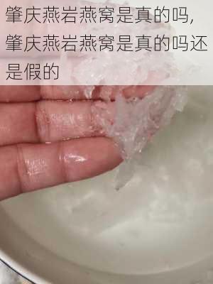 肇庆燕岩燕窝是真的吗,肇庆燕岩燕窝是真的吗还是假的