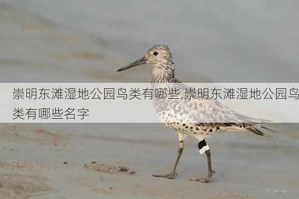 崇明东滩湿地公园鸟类有哪些,崇明东滩湿地公园鸟类有哪些名字