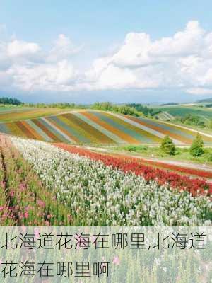 北海道花海在哪里,北海道花海在哪里啊