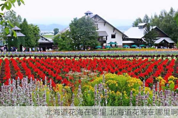 北海道花海在哪里,北海道花海在哪里啊