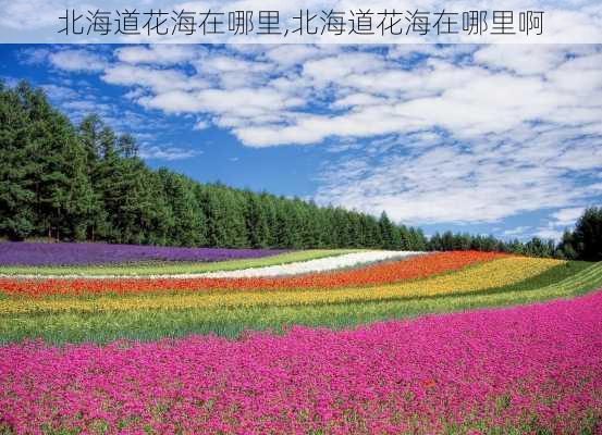 北海道花海在哪里,北海道花海在哪里啊