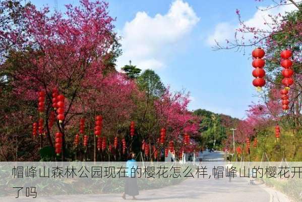 帽峰山森林公园现在的樱花怎么样,帽峰山的樱花开了吗