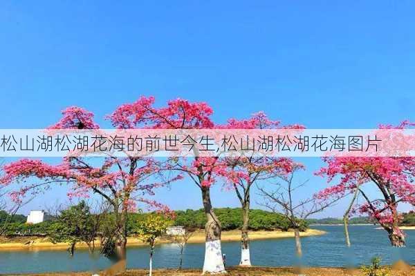 松山湖松湖花海的前世今生,松山湖松湖花海图片