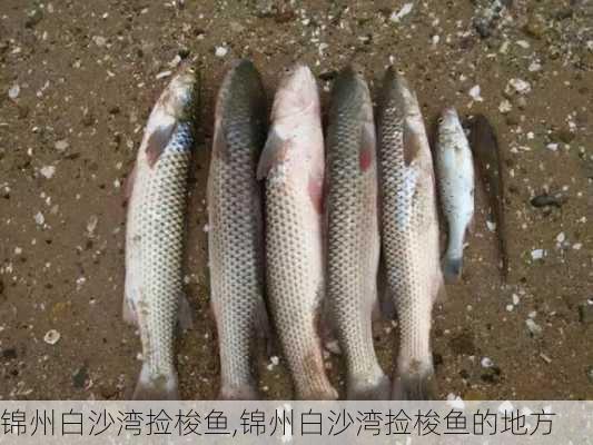 锦州白沙湾捡梭鱼,锦州白沙湾捡梭鱼的地方