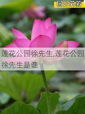 莲花公园徐先生,莲花公园徐先生是谁