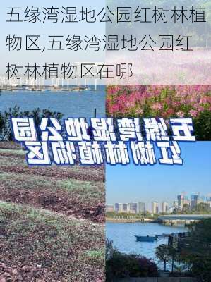 五缘湾湿地公园红树林植物区,五缘湾湿地公园红树林植物区在哪