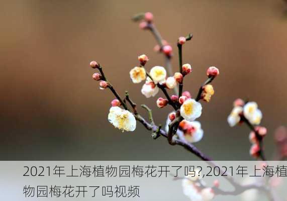 2021年上海植物园梅花开了吗?,2021年上海植物园梅花开了吗视频