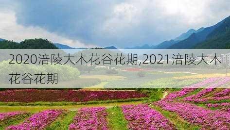 2020涪陵大木花谷花期,2021涪陵大木花谷花期