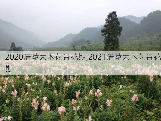 2020涪陵大木花谷花期,2021涪陵大木花谷花期