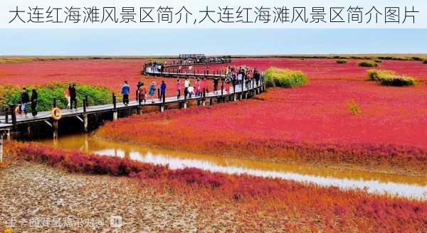 大连红海滩风景区简介,大连红海滩风景区简介图片