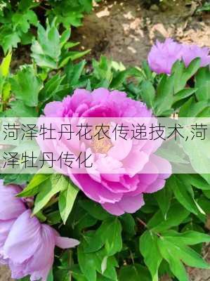 菏泽牡丹花农传递技术,菏泽牡丹传化