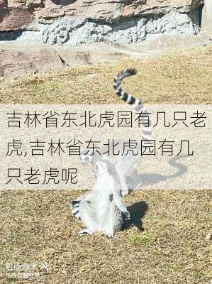 吉林省东北虎园有几只老虎,吉林省东北虎园有几只老虎呢